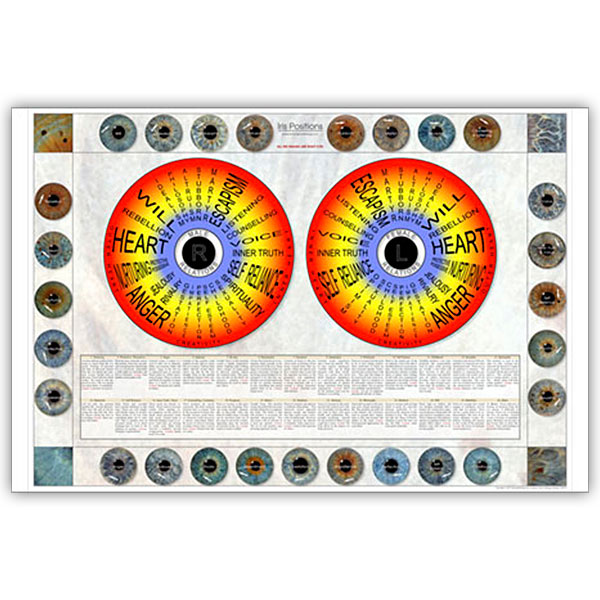 Iris Size Chart